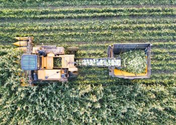 Wagon - Shumba Import Export